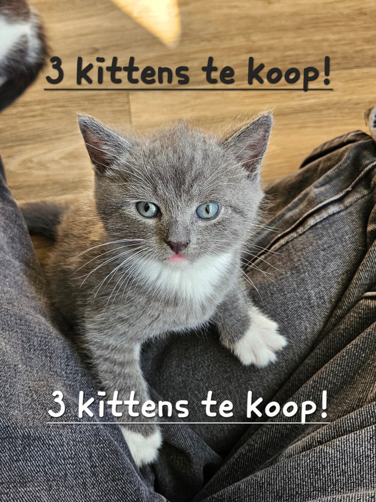 3 europese korthaar kittens te koop!!, Dieren en Toebehoren, Meerdere dieren, Kortharig, 0 tot 2 jaar