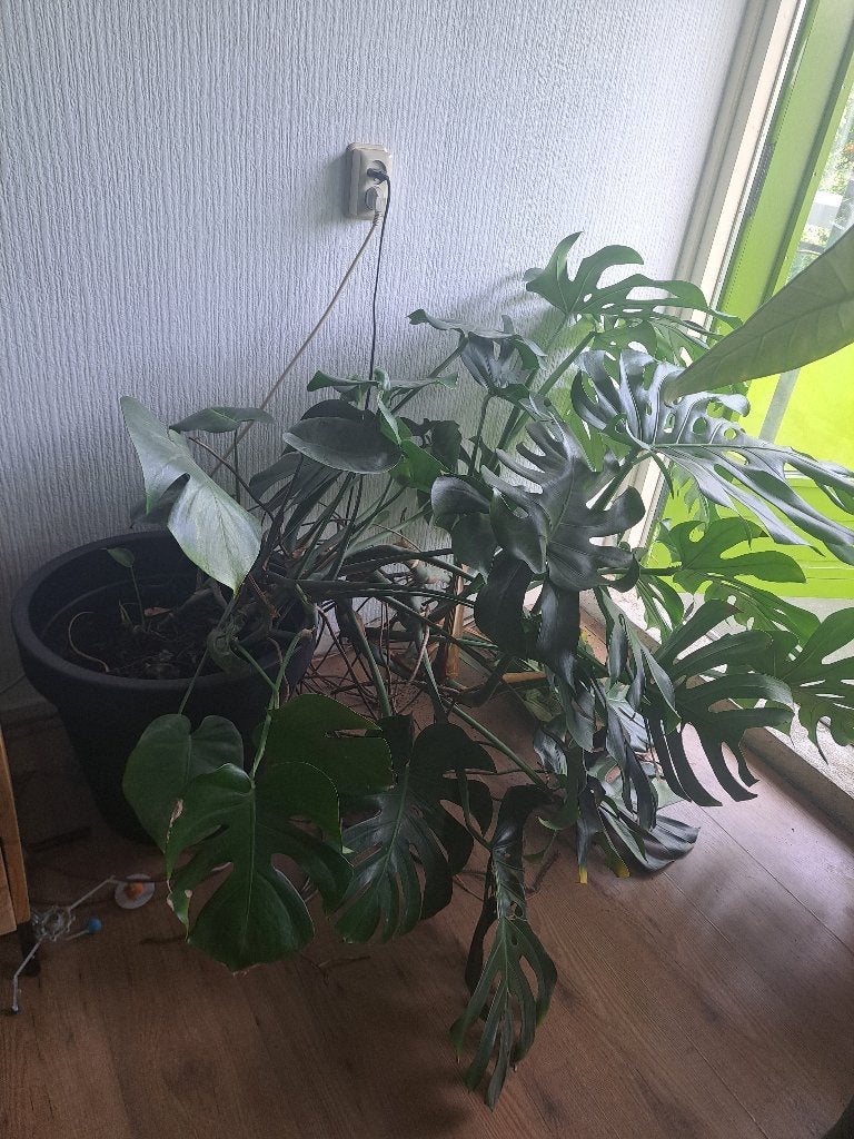 Monstera groot plant te koop met Zwarte pot., Ophalen, Overige soorten, Halfschaduw, In pot