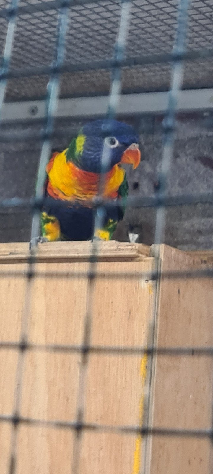 Te koop lorie, Dieren en Toebehoren, Vogels | Parkieten en Papegaaien