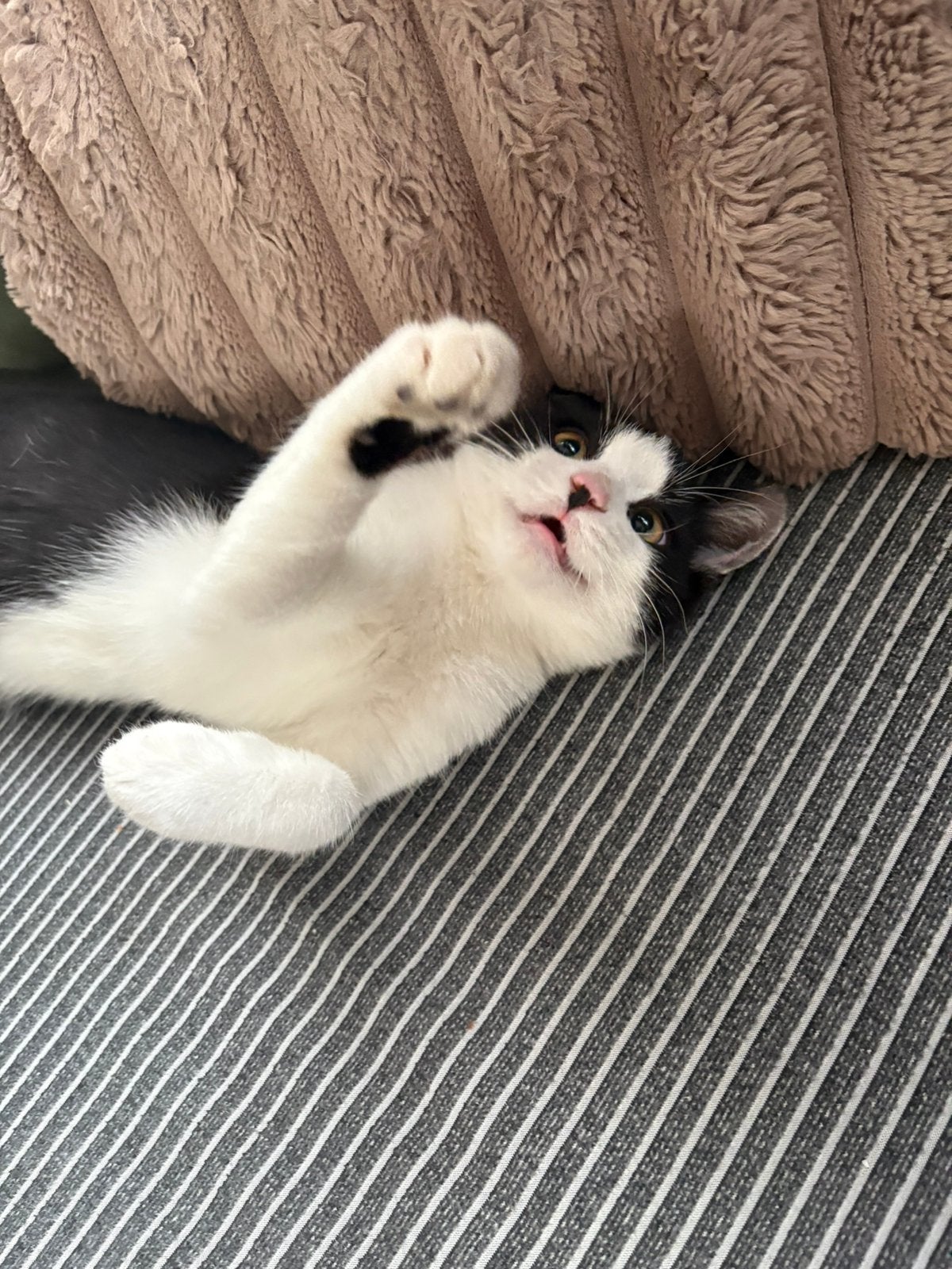 5 maanden oud kater en kitten, Kater, Ontwormd