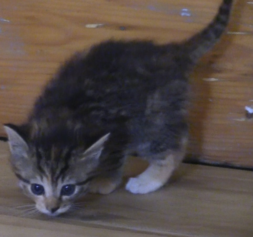 Nestje kittens, Meerdere dieren, Kortharig, 0 tot 2 jaar