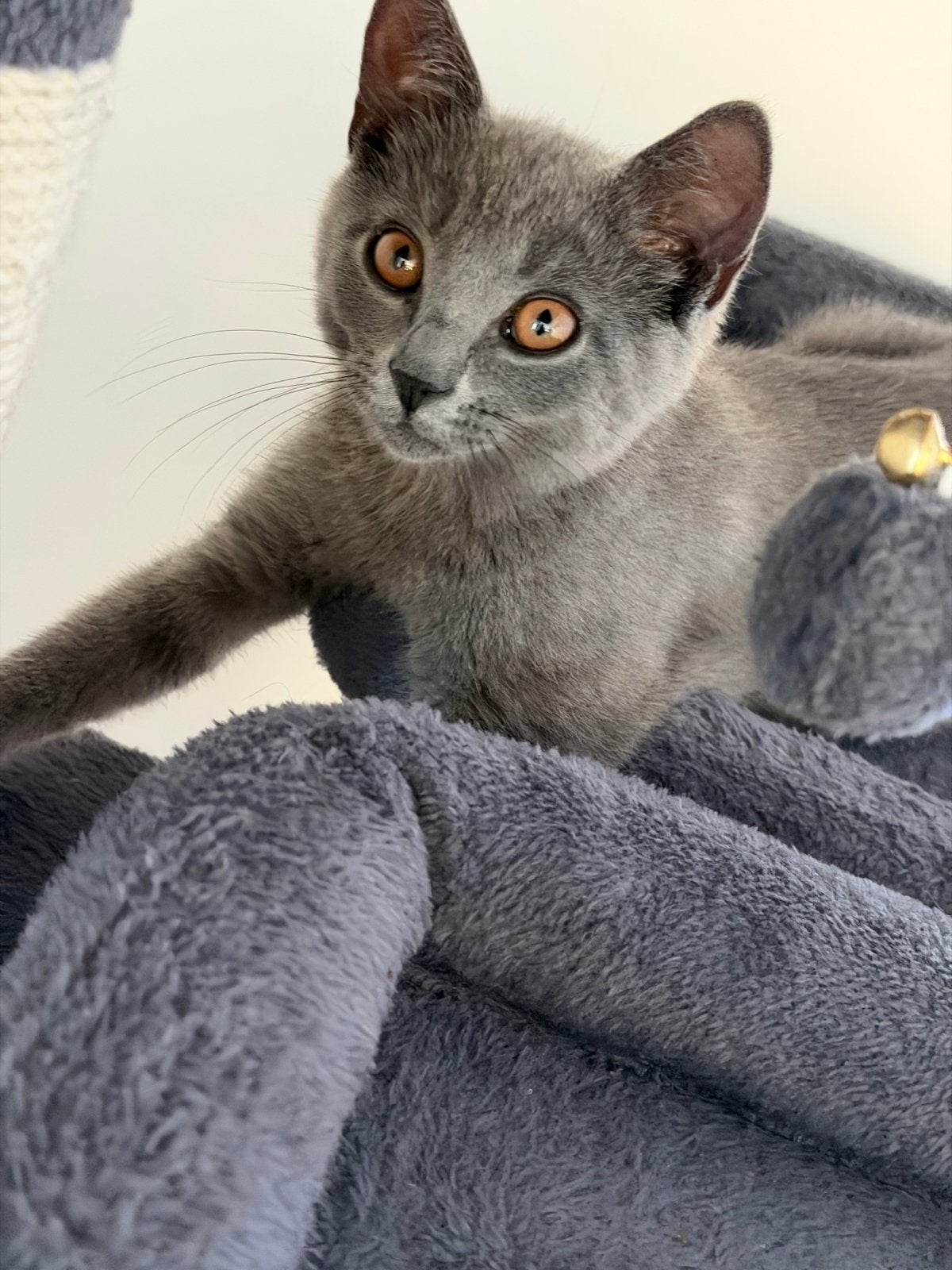 Britse korthaar x blauwe rus kitten, Poes