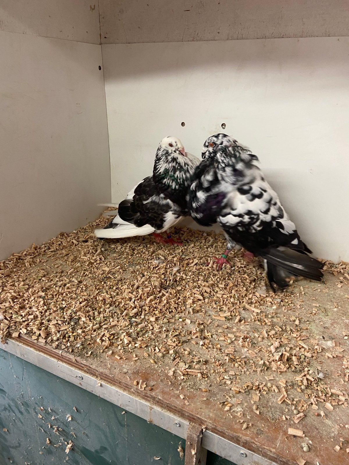 Koppel gaditano’s, Dieren en Toebehoren, Meerdere dieren