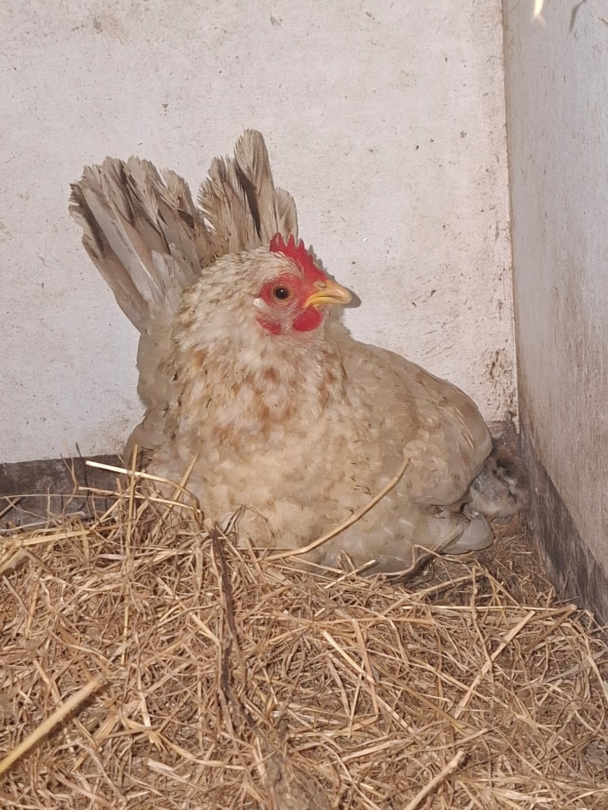 serama kip met 2 kuikens., Dieren en Toebehoren, Pluimvee, Meerdere dieren, Kip