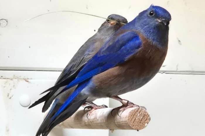 1-1 Sialia Mexicana, Meerdere dieren, Tropenvogel, Geringd