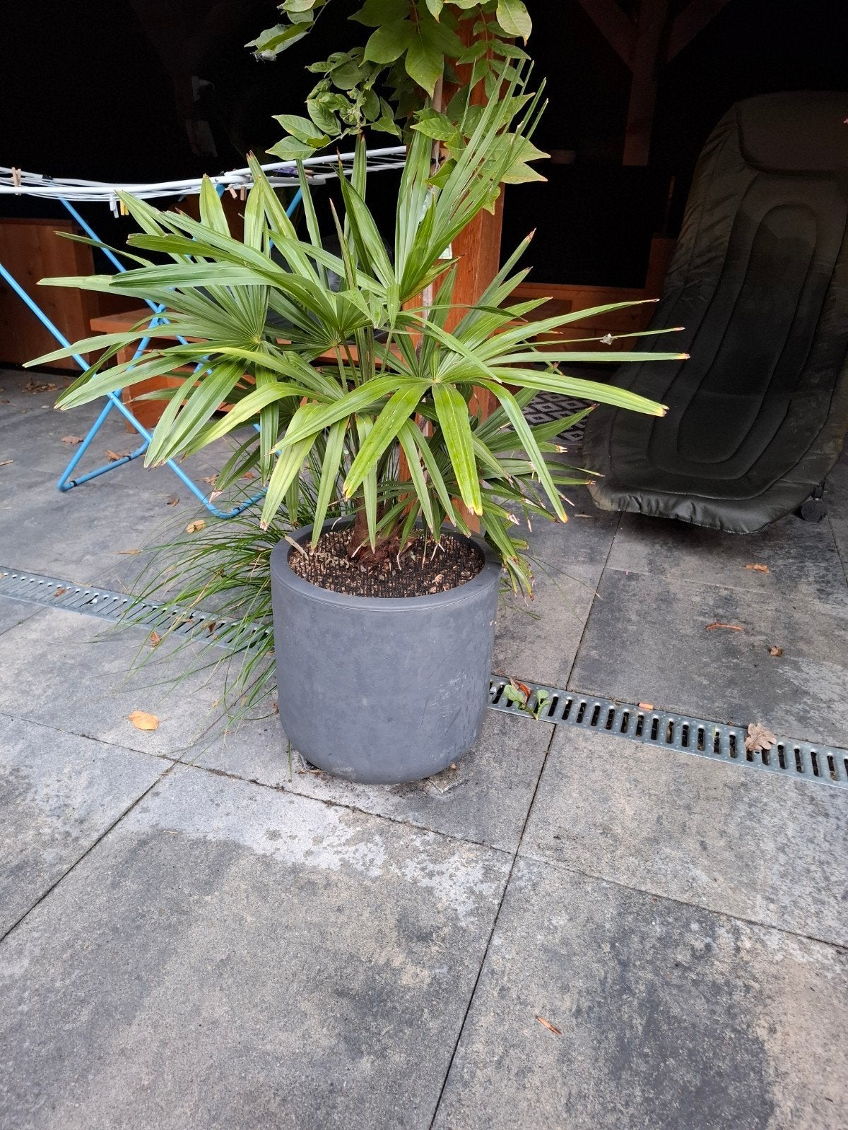 trachycarpus fortunei winterhard, Ophalen, Overige soorten, Volle zon