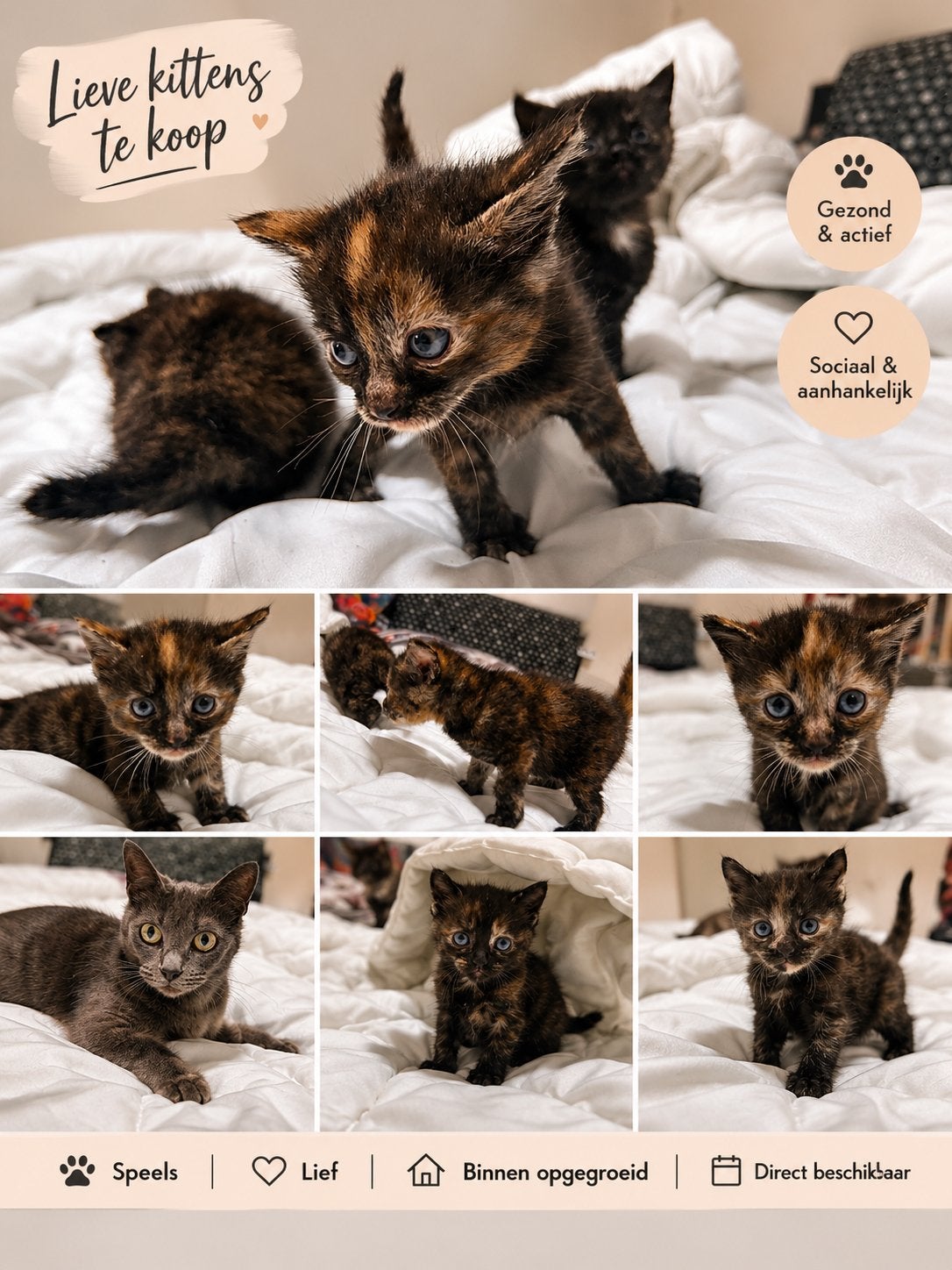 Prachtige blauwe rus mix pers, Dieren en Toebehoren, Meerdere dieren, Ontwormd, 0 tot 2 jaar