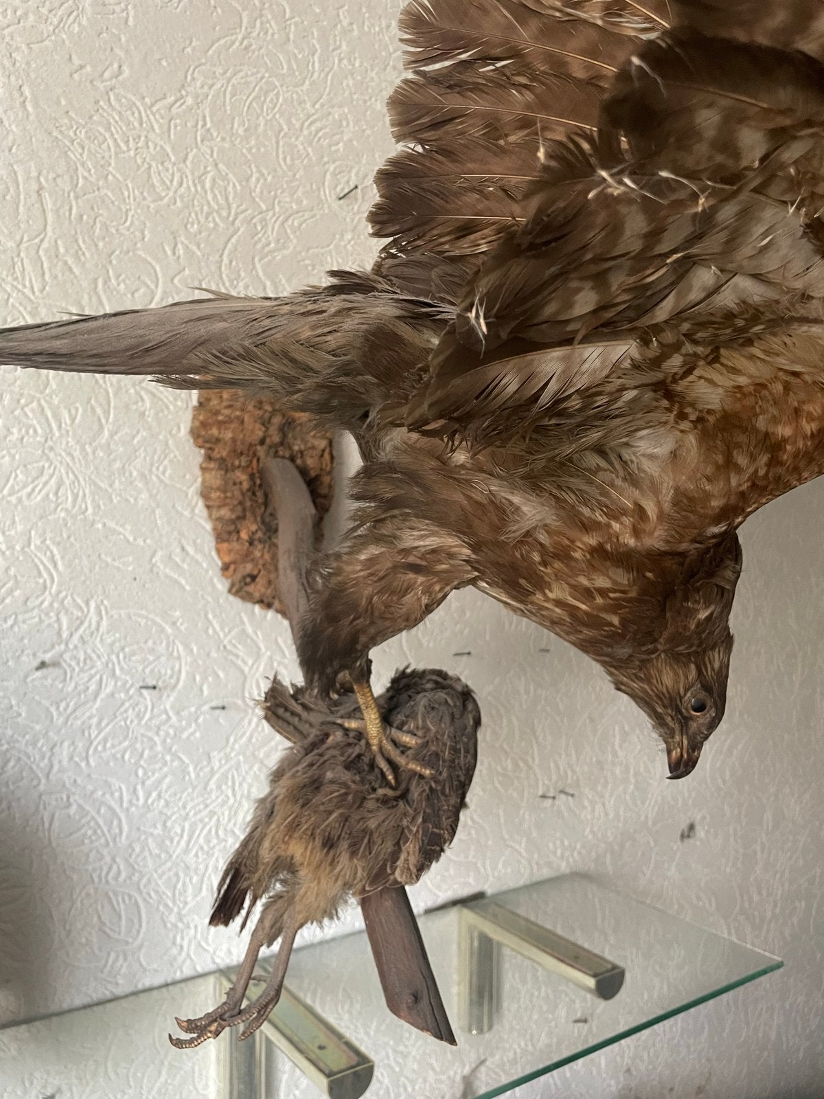 Opgezette roofvogel met prooi, Ophalen, Gebruikt