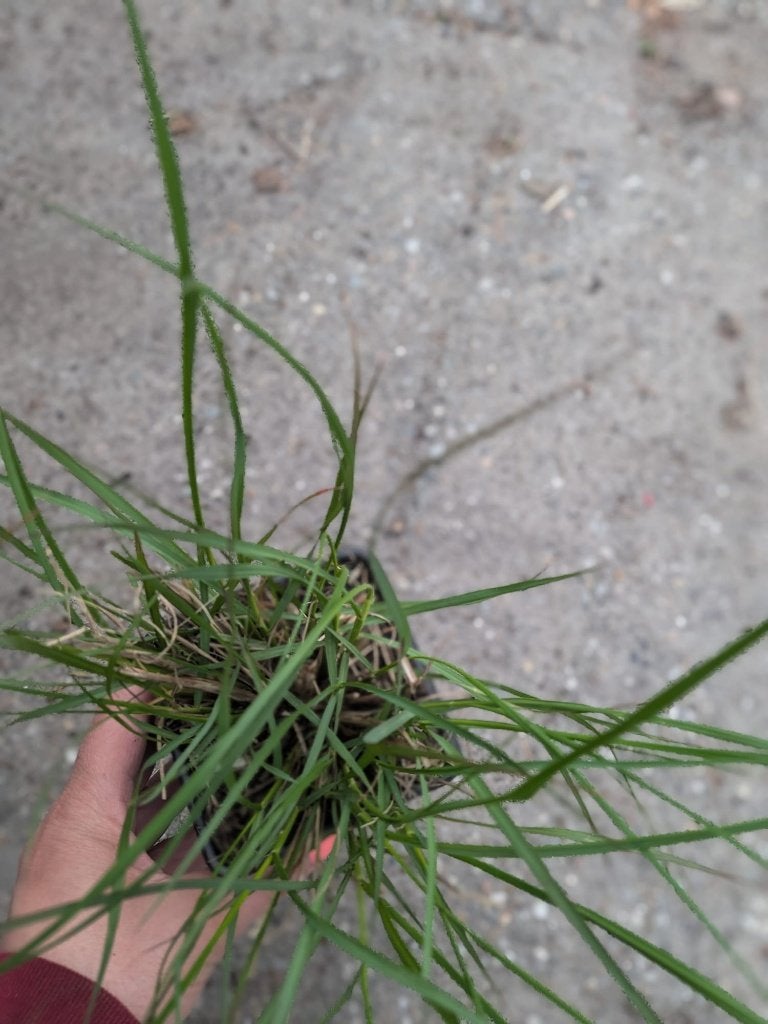 Pennisetum ‘Hameln’ – Siergras (P9) Lampenpoetser, Tuin en Terras, Planten | Tuinplanten, Tweejarig, Siergrassen, Halfschaduw