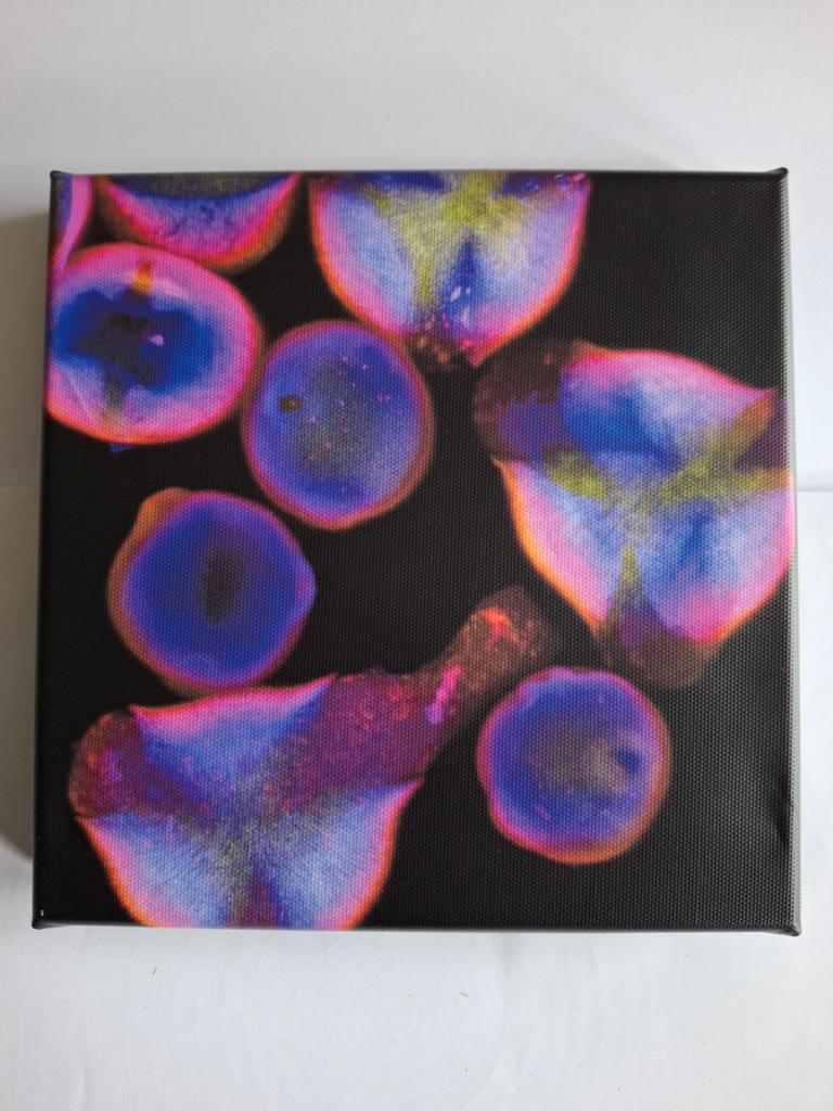 Microscopische opname stuifmeel kerstboom; canvas 20x20 cm, Ophalen of Verzenden
