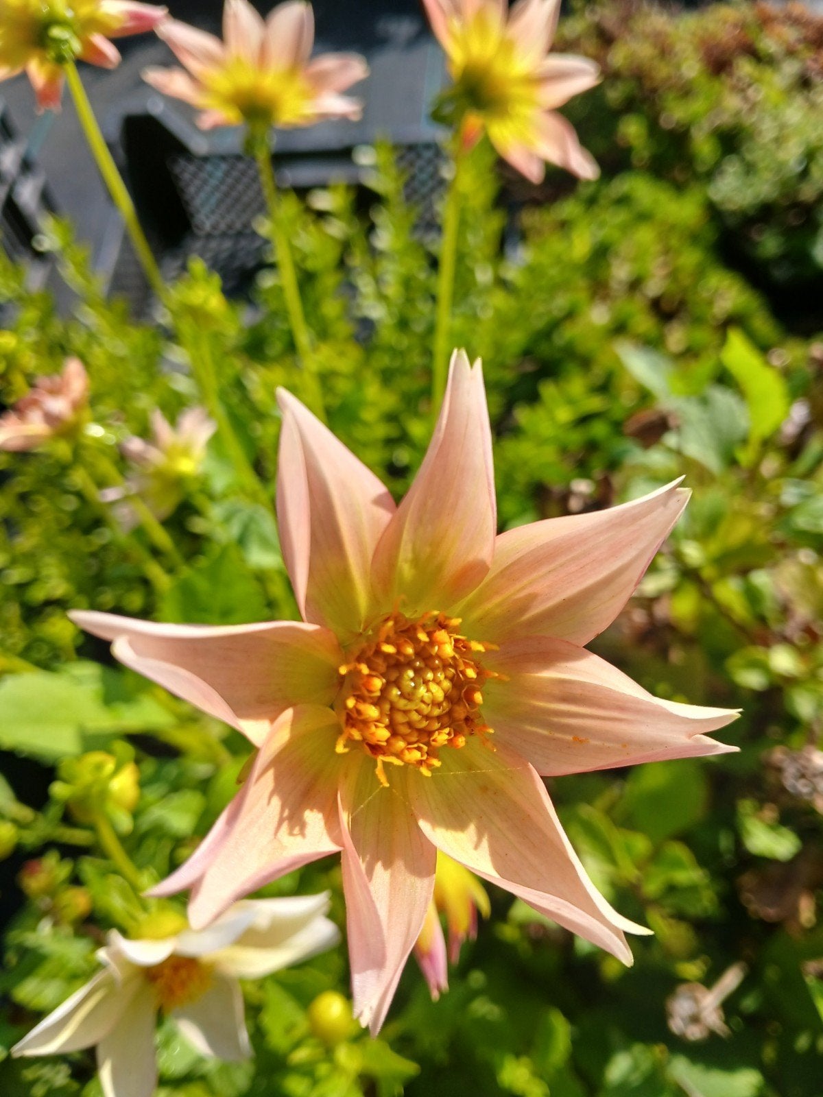 Dahlia planten in 5 liter potten - Diverse kleuren, Ophalen of Verzenden, Overige soorten, Volle zon