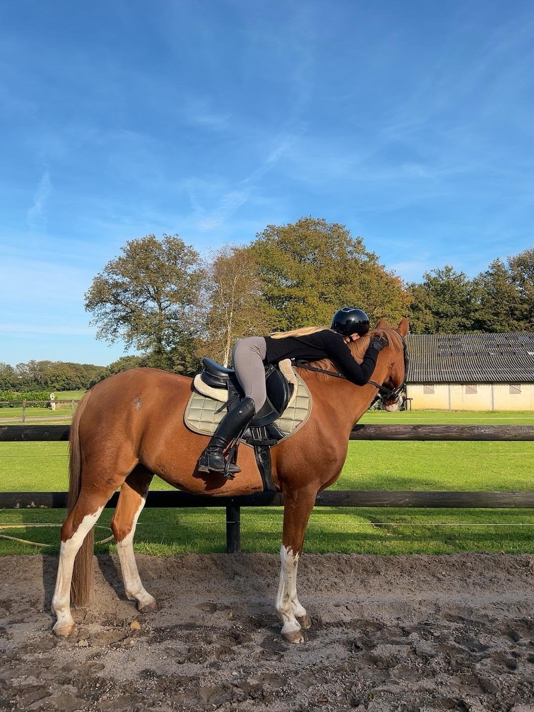 Grote D-pony te koop!, Dieren en Toebehoren, Pony's, B, Ruin, 11 jaar of ouder, Recreatiepony