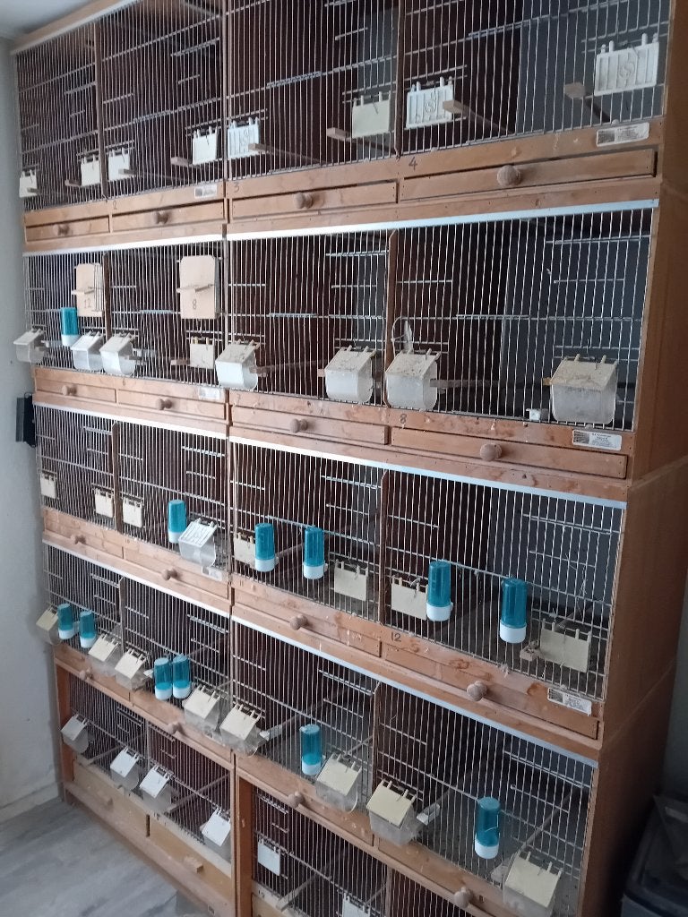 Broedkooien, Ophalen, Gebruikt, Hout, Broedkooi of Kweekkooi