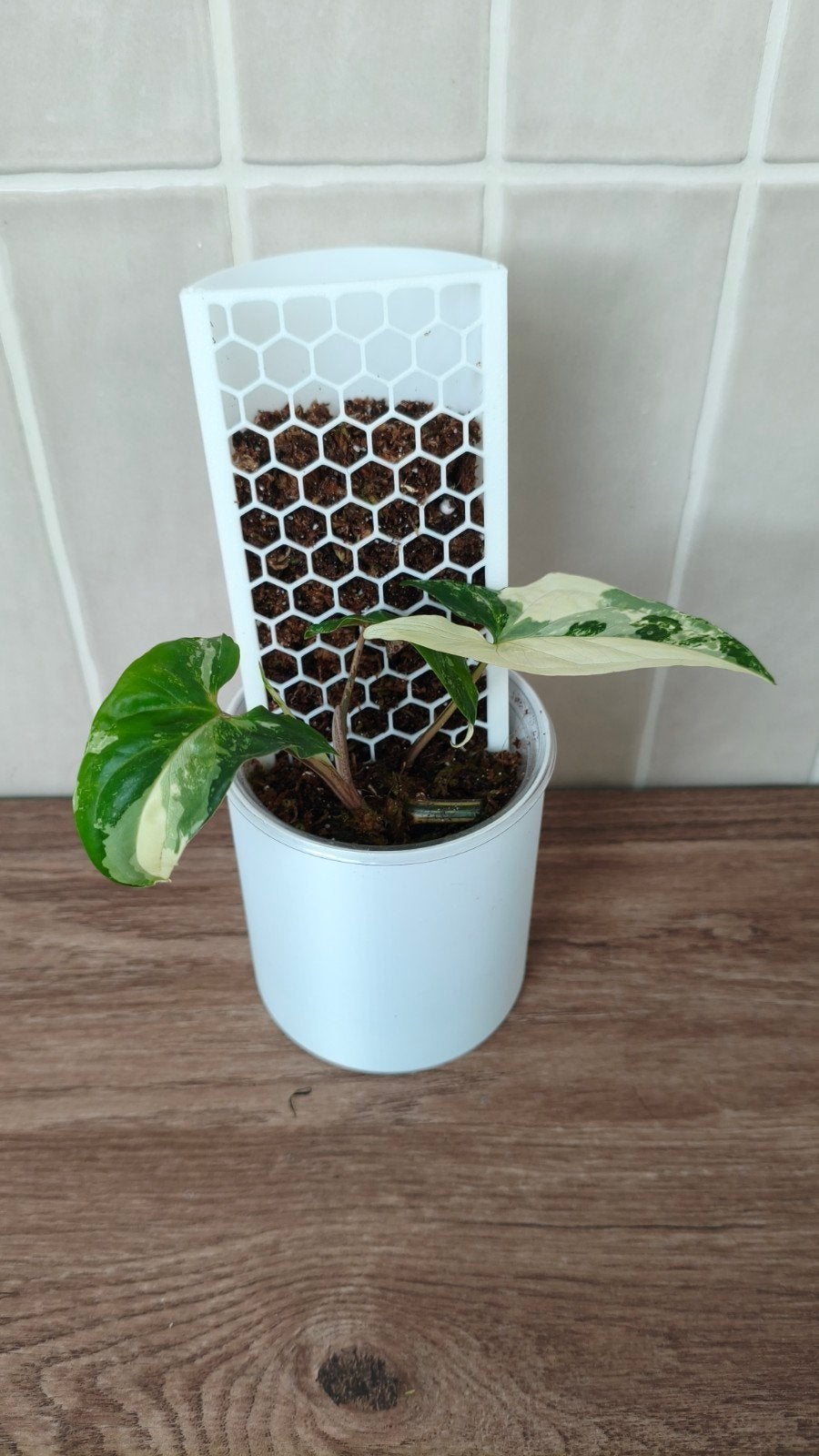Syngonium albo (mospaal + pot €7,50 totaal), Ophalen of Verzenden, Halfschaduw, Minder dan 100 cm