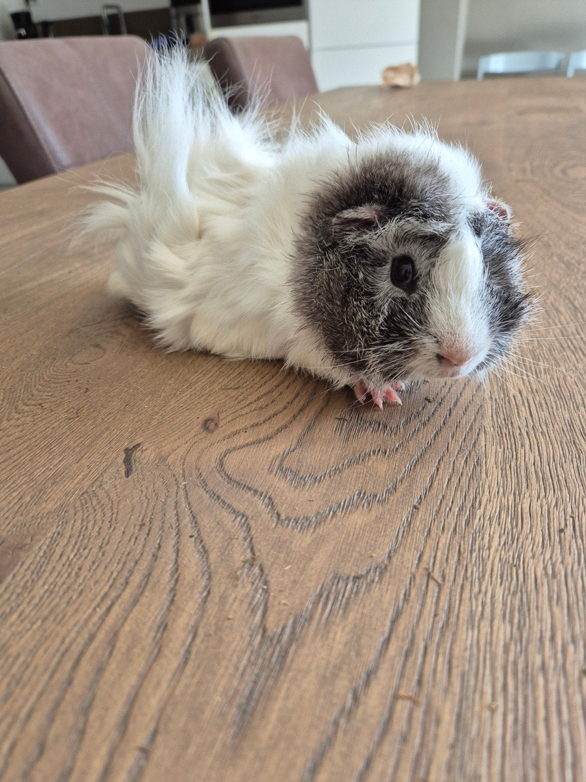 Jong peruvian beertje 17-3-26, Dieren en Toebehoren, Knaagdieren, Mannelijk, Tam, Maart, Cavia