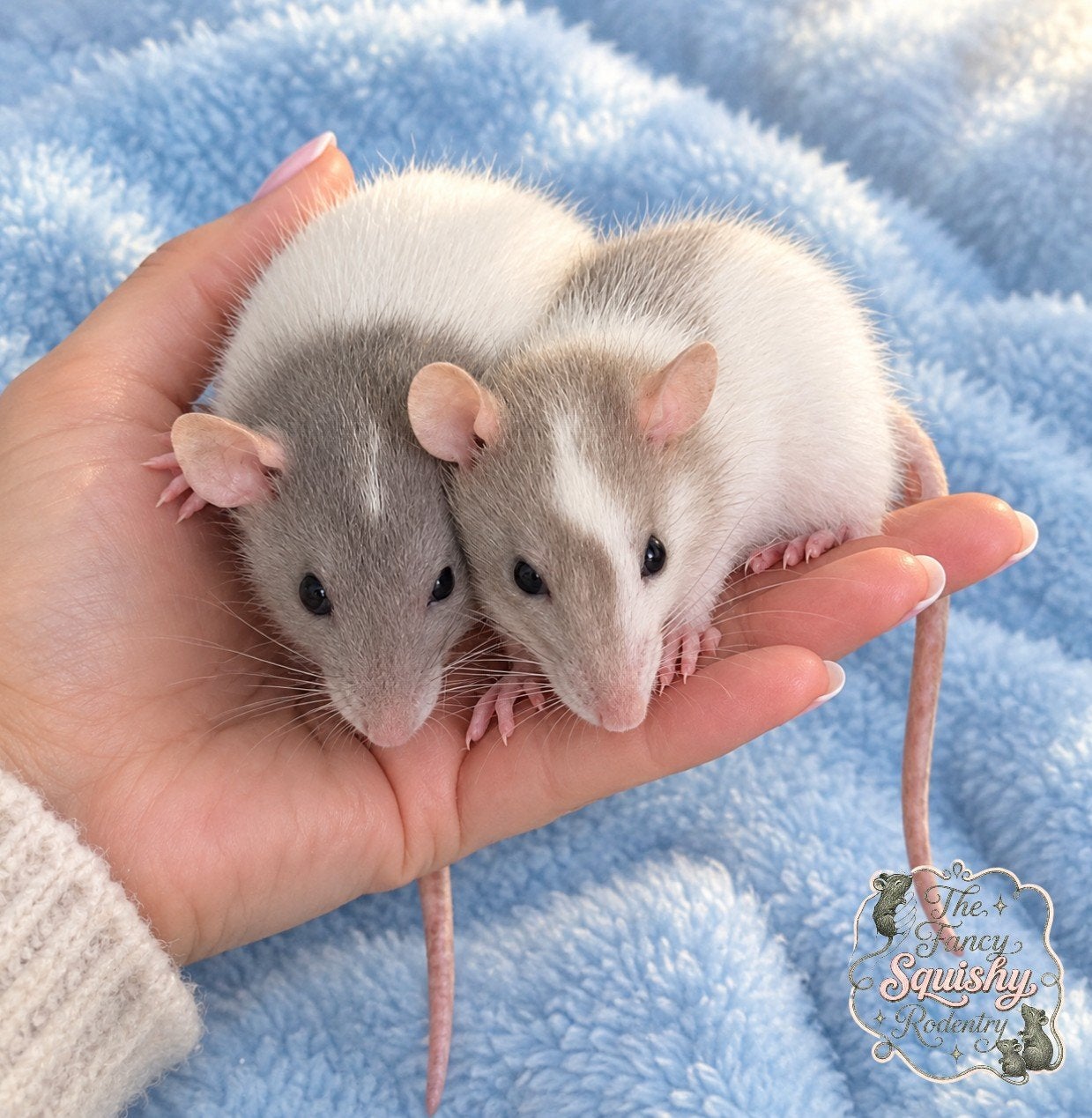 Lieve rittens broertjes, Dieren en Toebehoren, Rat, Augustus, Mannelijk, Tam