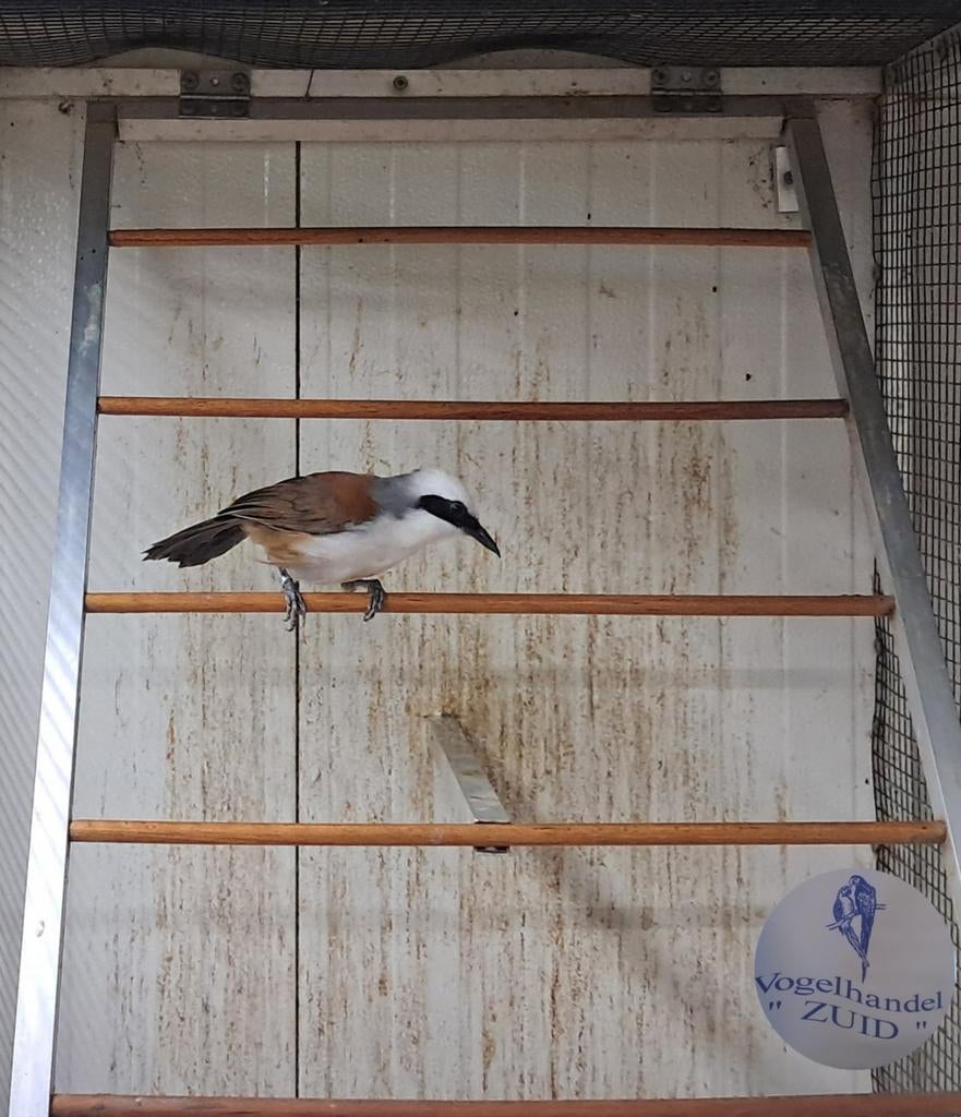 Ver en inkoop div vogels 🐦🐦🐦🐦🐦🐦🐦🐦🐦, Dieren en Toebehoren, Vogels | Overige Vogels, Meerdere dieren, Tropenvogel, Geringd
