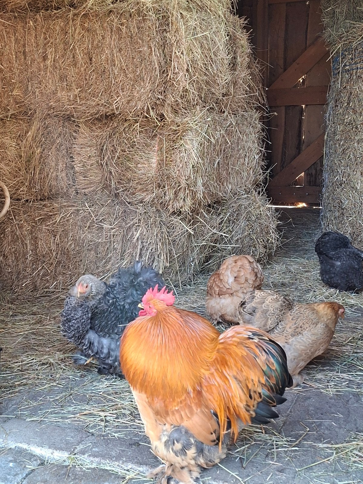 gratis Cochin kriel haantje(s), Dieren en Toebehoren