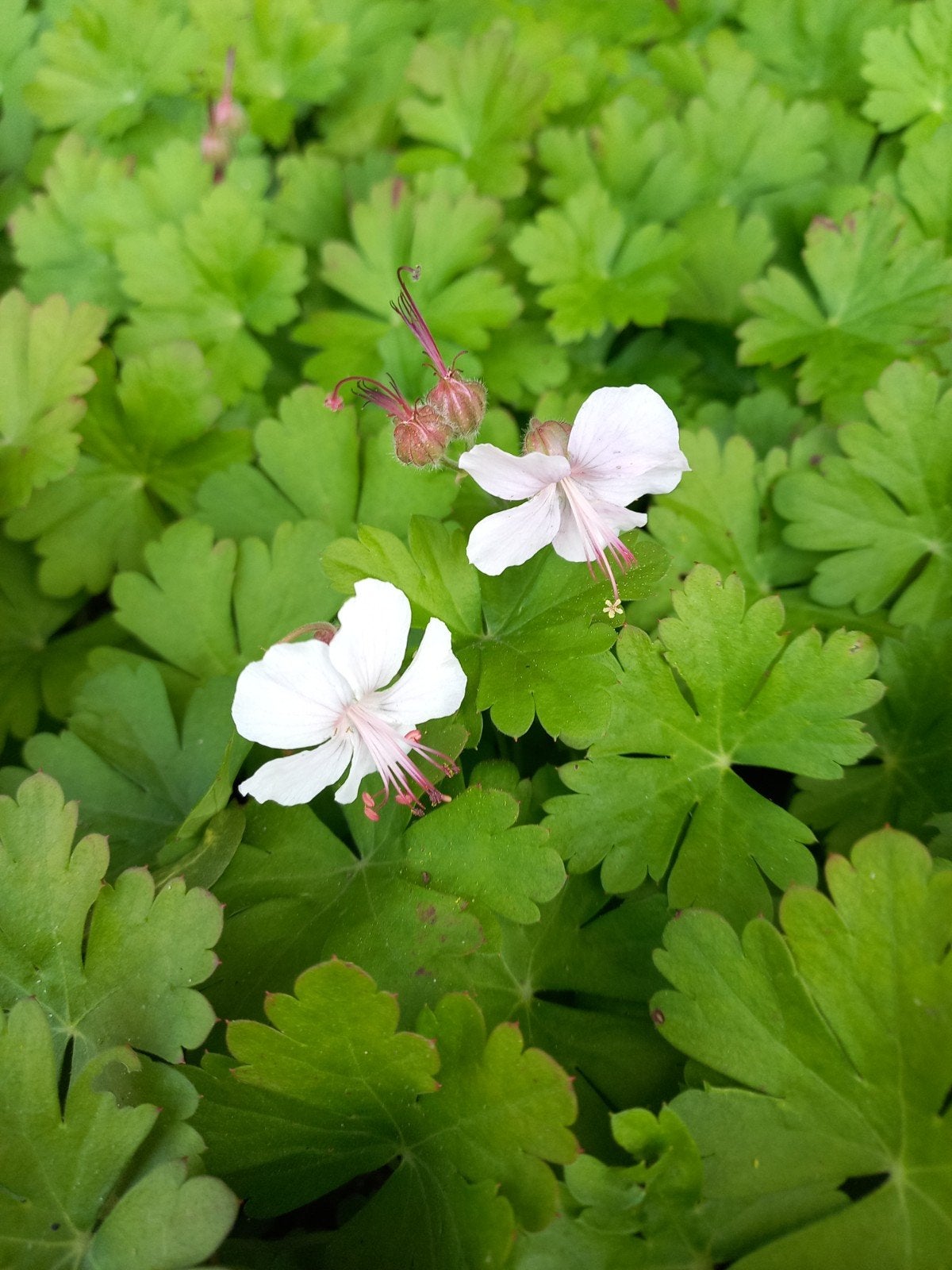 Stekjes Tuingeranium geranium macrorrhizum  Bodembedekker, Ophalen of Verzenden, Halfschaduw