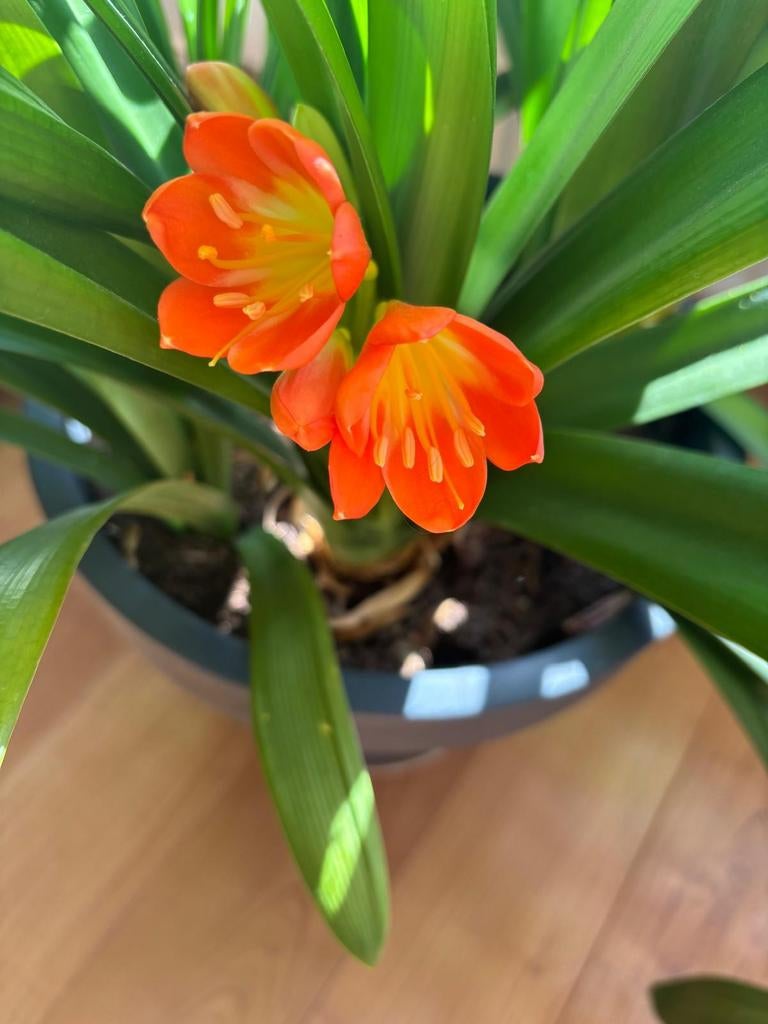 Clivia miniata - Oranje Kafferlelie in pot, 100 tot 150 cm, Overige soorten, In pot, Bloeiende kamerplant