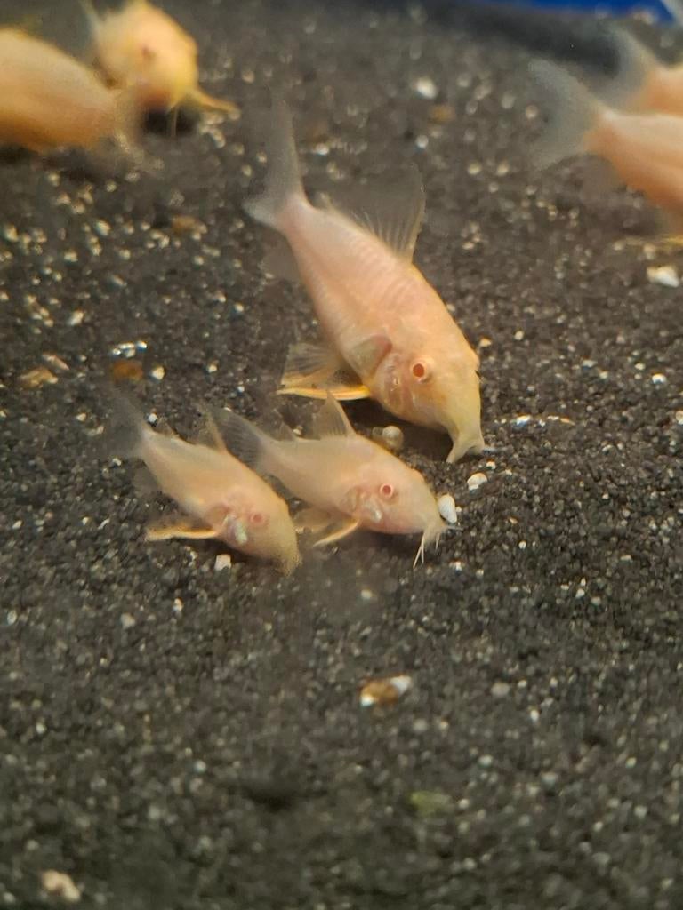 Albino sterbai, Dieren en Toebehoren, Vissen | Aquariumvissen, Vis
