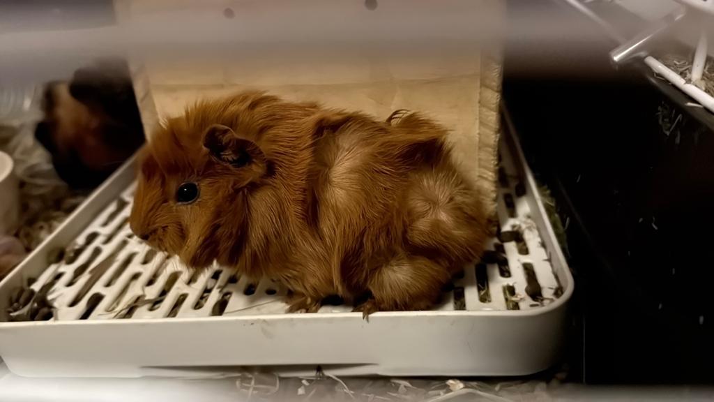 jonge cavia’s, Mei, Meerdere dieren, Cavia