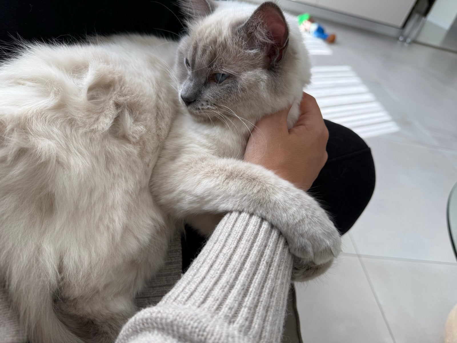 Ragdoll 9 maanden oud, Poes, Gechipt, 0 tot 2 jaar