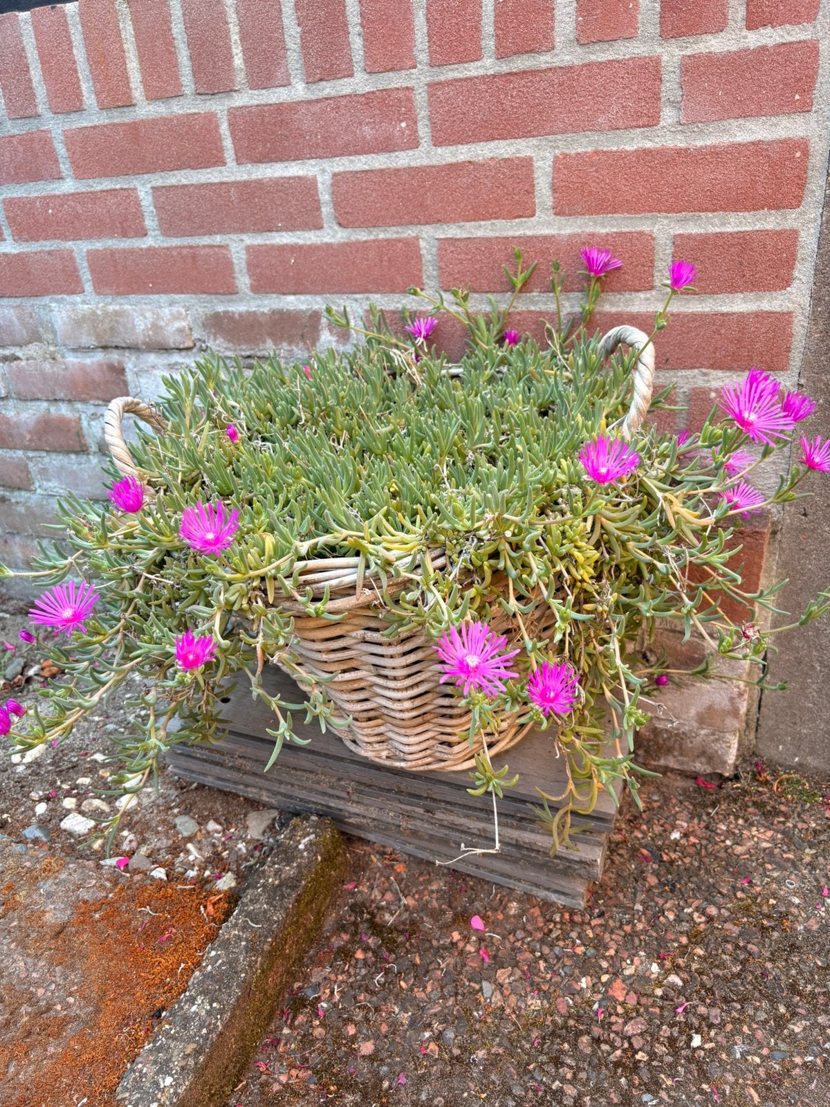 Ijsbloem delosperma in rietenmand, Ophalen, Bodembedekkers, Volle zon, Vaste plant