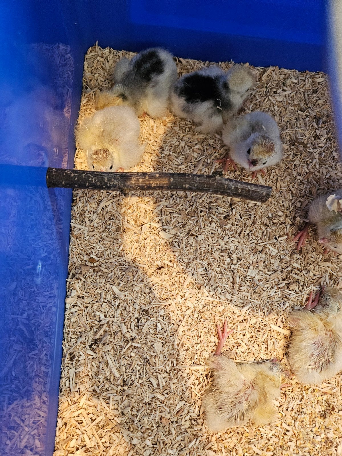 kuikens hollandse kuifhoen, Meerdere dieren, Kip