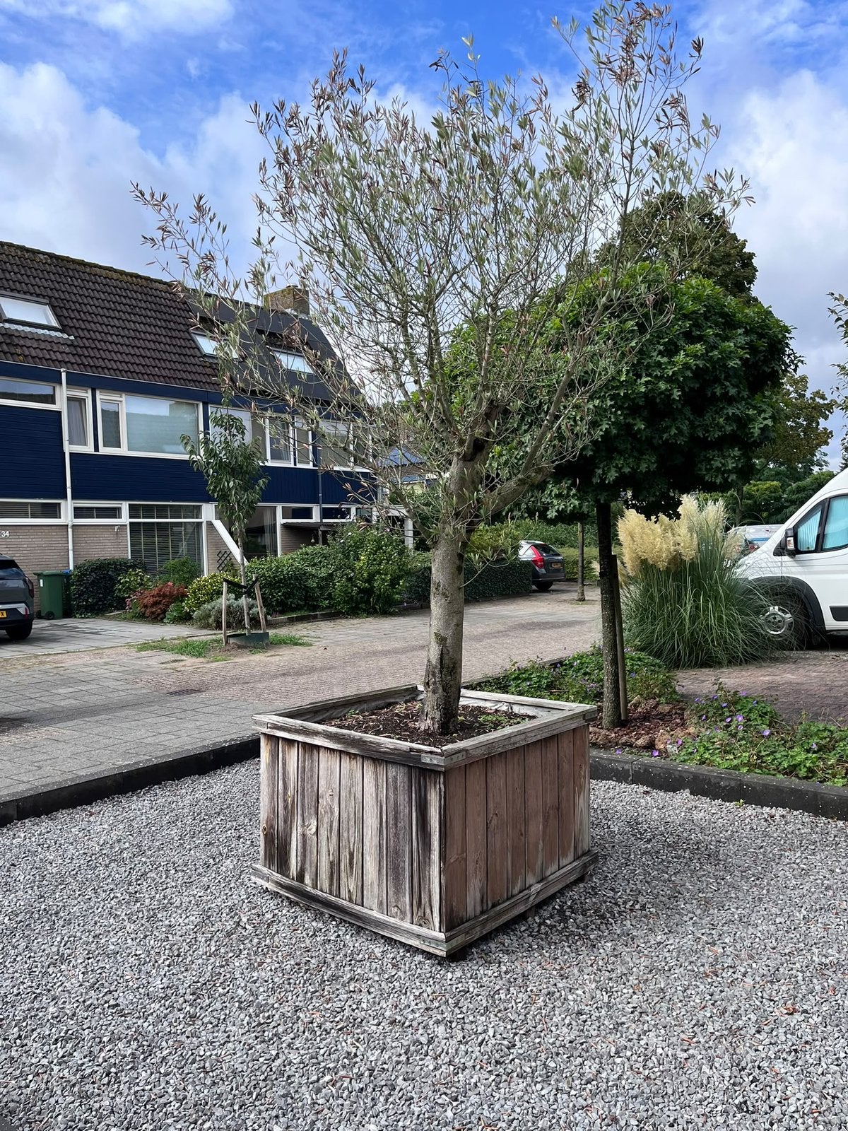 Olijfboom. Boom. Plant. Olijf. Beplanting., Ophalen, Volle zon, Olijfboom, 100 tot 250 cm