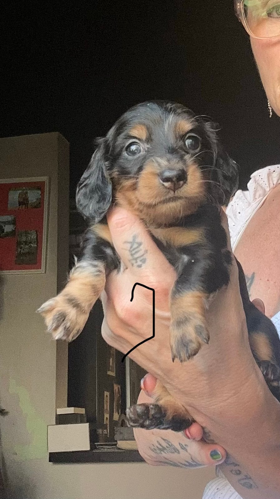 Super lieve Kaninchen teckel, Kaninchen, België, Particulier, 8 tot 15 weken