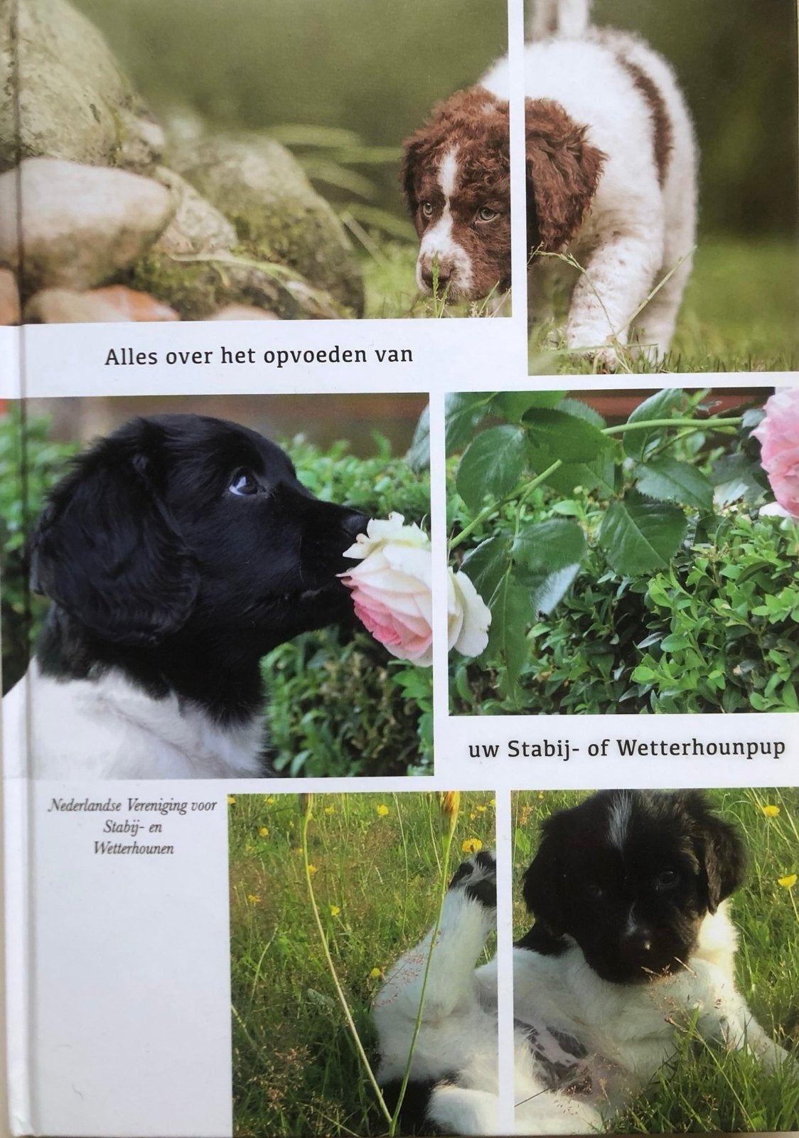 Alles over het opvoeden van uw Friese Stabij- of Wetterhoun, Ophalen of Verzenden, Nieuw, Honden