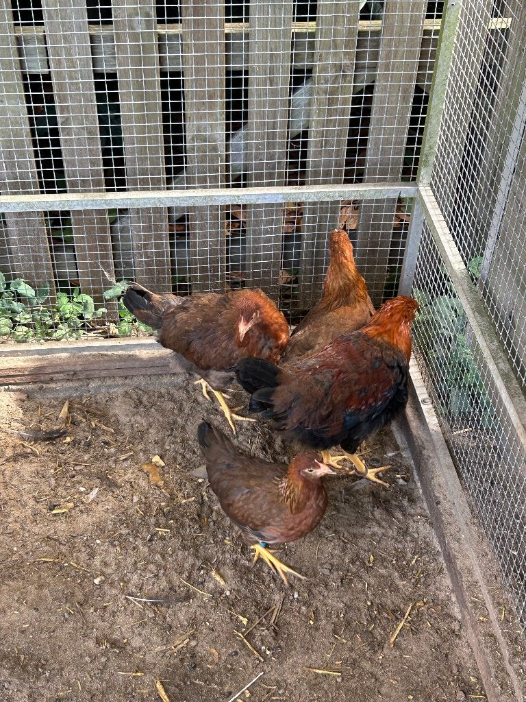 Welsumer hoen, Dieren en Toebehoren, Meerdere dieren, Kip
