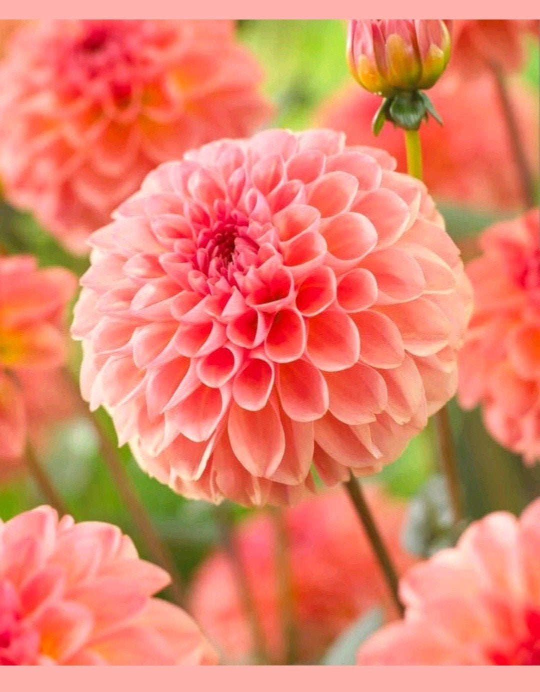 Dahlia Sebastian stek tuinplant, Tuin en Terras, Ophalen