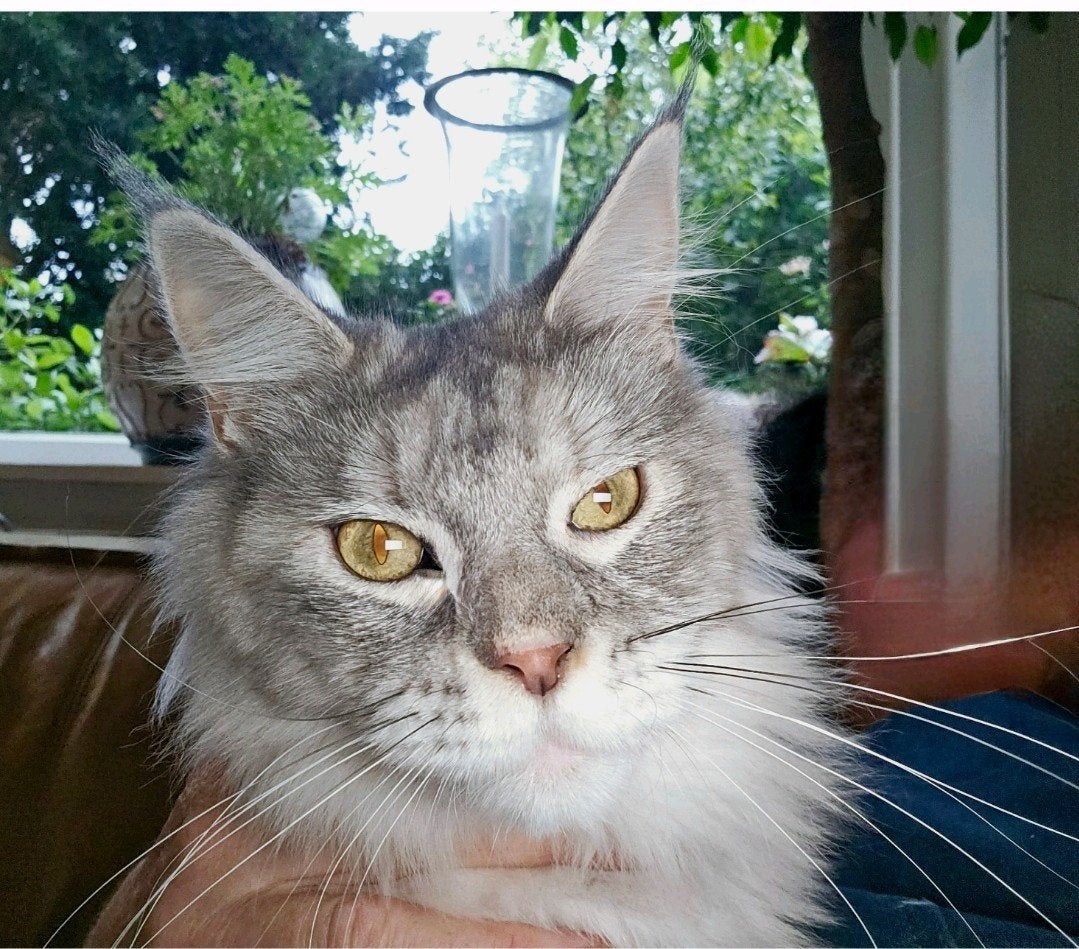 maine coon poes blue silver tortie, Dieren en Toebehoren, Poes, Met stamboom, 3 tot 5 jaar
