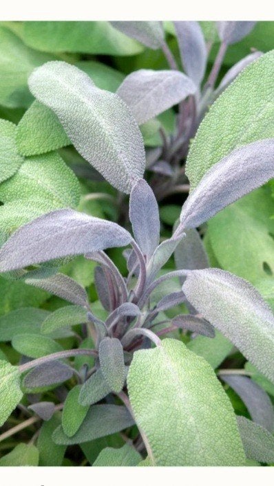 Gezocht: Paarse salie (Salvia officinalis var. purpurea), Ophalen of Verzenden, Najaar, Halfschaduw, Wortelstok