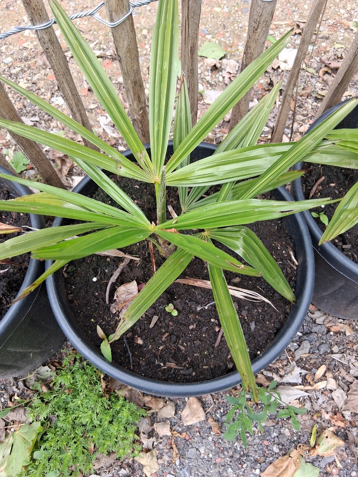 Trachycarpus fortunei x wagerianus, Tuin en Terras, Ophalen, Overige soorten, Halfschaduw