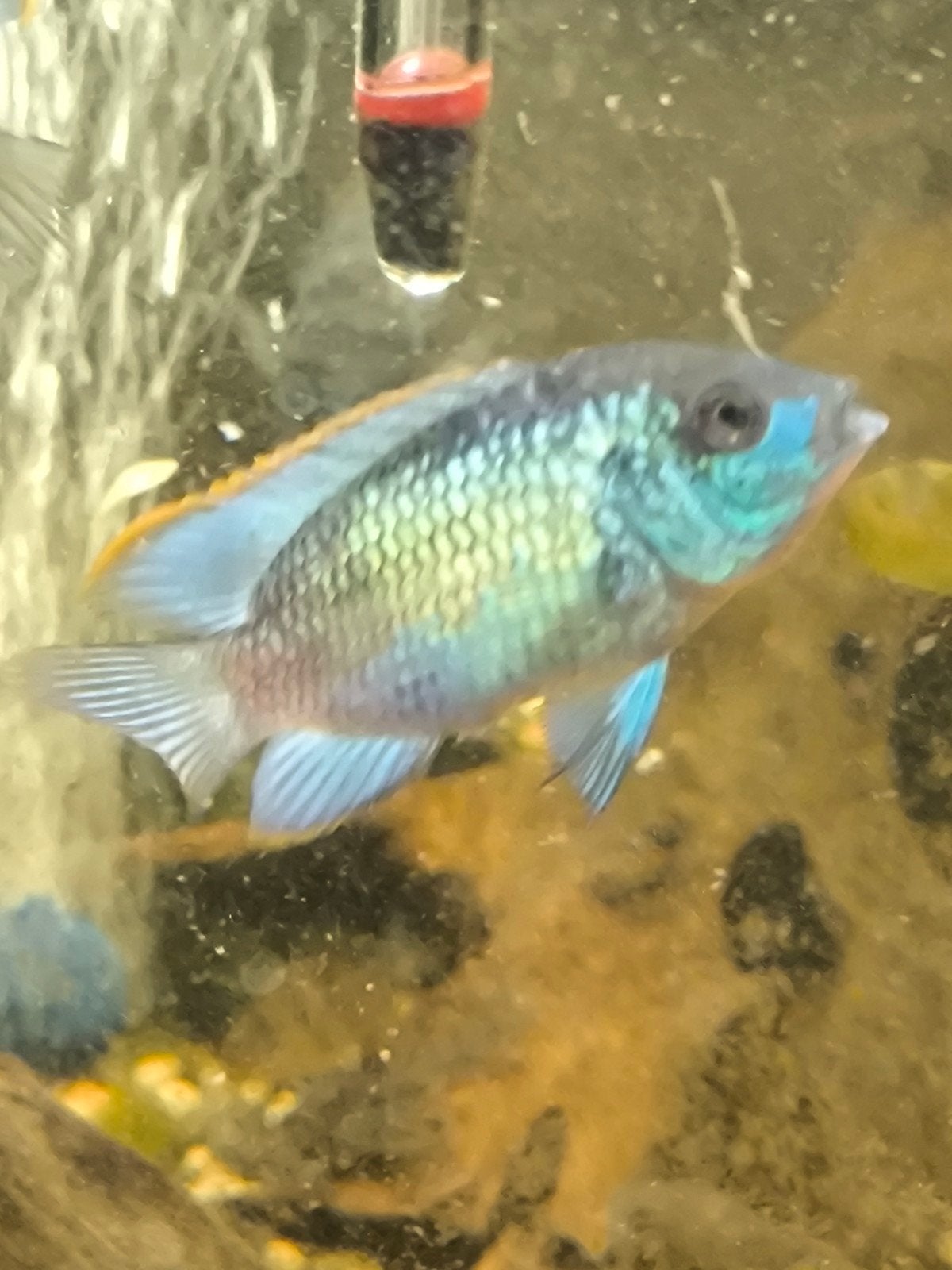 4 Bleu acara, Vis, Zoetwatervis