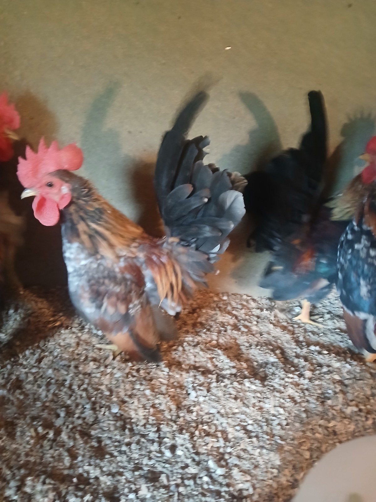 serama kipjes, Meerdere dieren, Kip