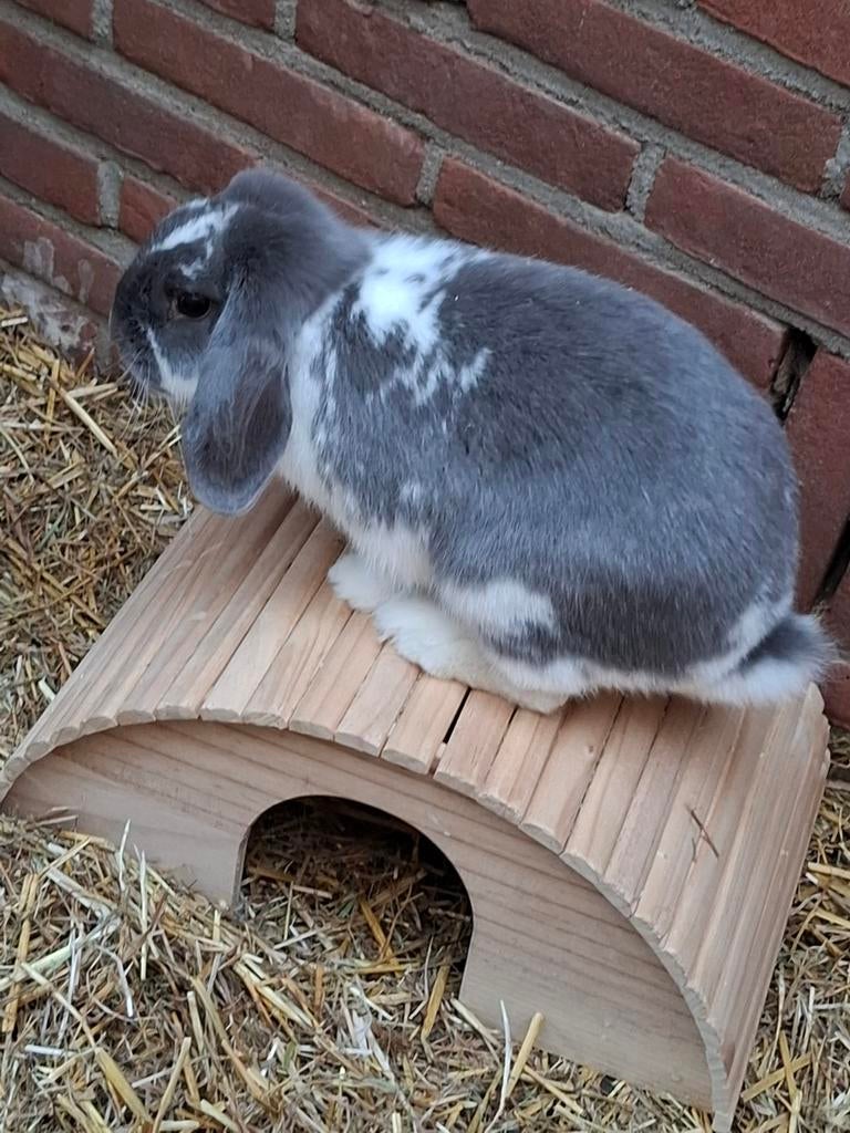 Mooie raszuivere  nhd voedster. Te koop, Dieren en Toebehoren, Konijnen, Vrouwelijk, Dwerg, Hangoor, 0 tot 2 jaar