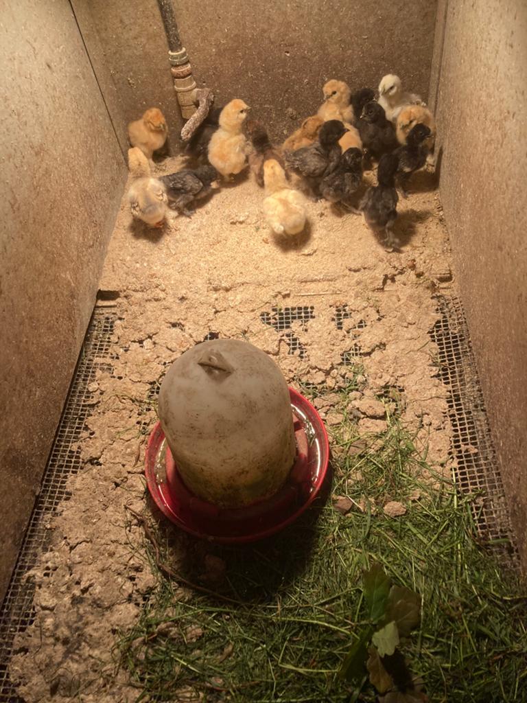 Kuikens zijdehoen, Dieren en Toebehoren, Geslacht onbekend, Kip