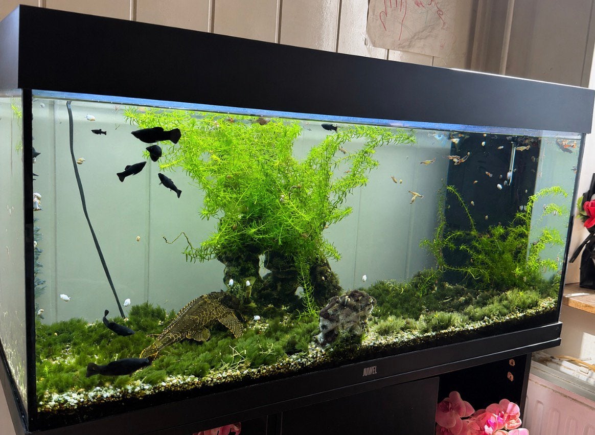 Juwel aquarium, Dieren en Toebehoren, Vissen | Aquaria en Toebehoren, Ophalen, Zo goed als nieuw, Overige typen