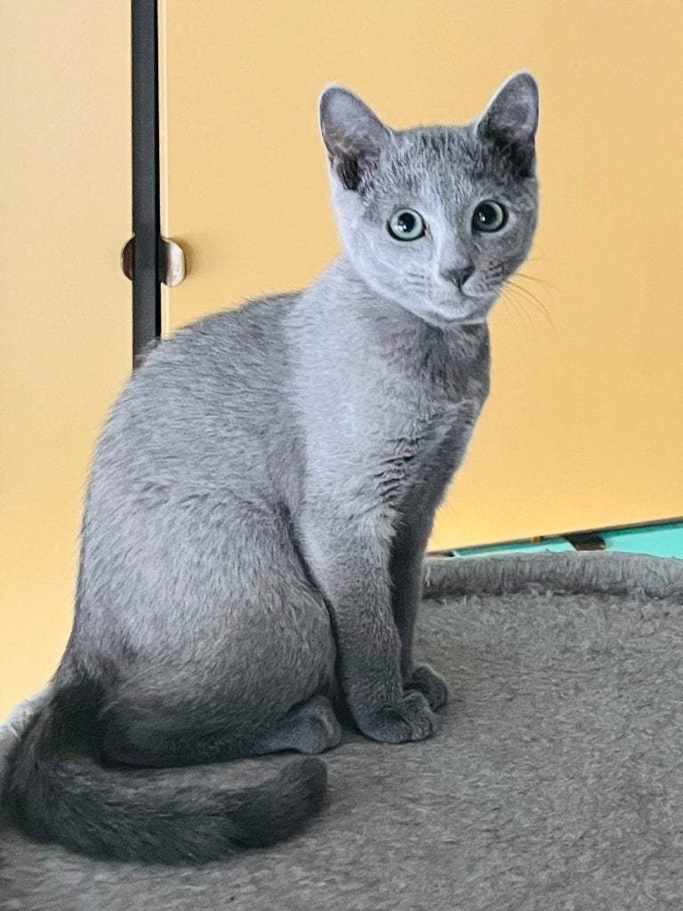 Blauwe Rus meisje, Poes, Met stamboom, 0 tot 2 jaar