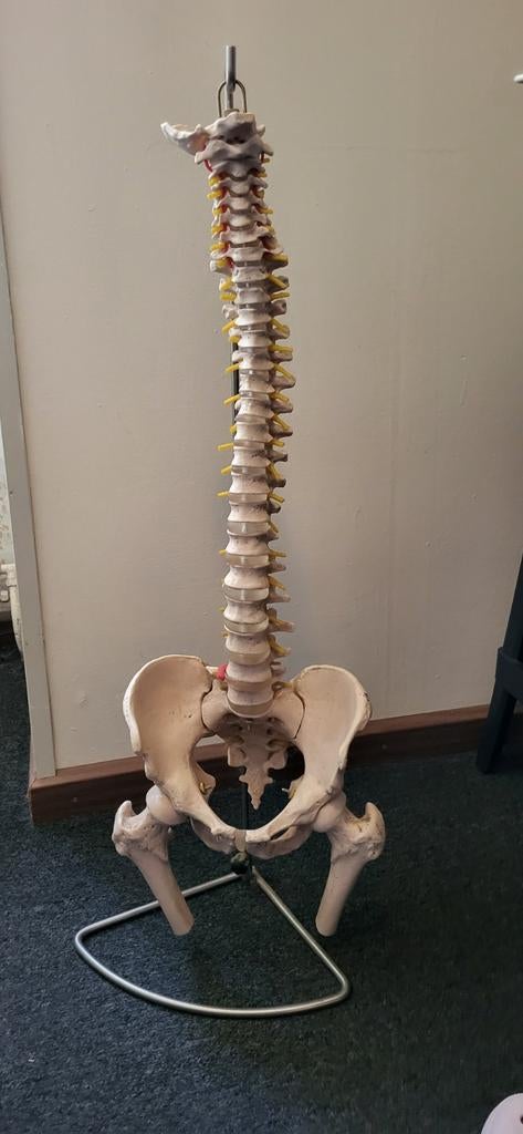Anatomisch model wervelkolom met femur koppen, Diversen, Ophalen, Zo goed als nieuw