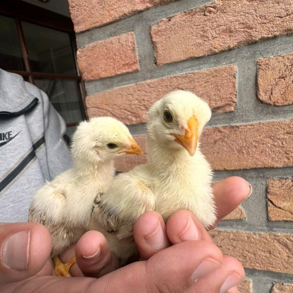 Indio gigante kuikens kippen, Meerdere dieren, Parkiet