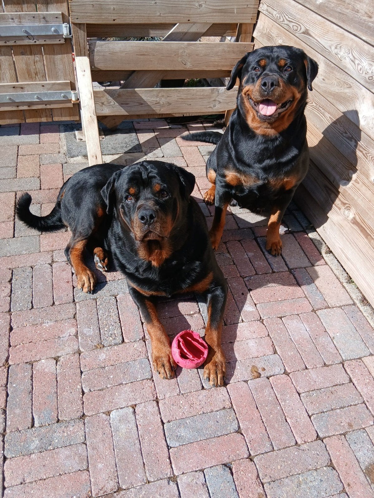 VERWACHT: LIEFDEVOL ROTTWEILER NESTJE, Dieren en Toebehoren, Meerdere, Meerdere dieren, 3 tot 5 jaar, Rottweiler