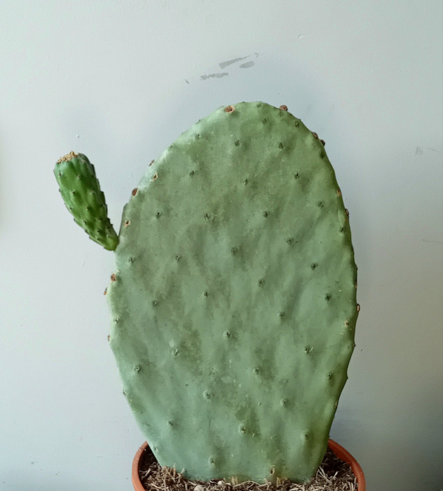 Cactus 50cm opuntia ficus indica, Ophalen, Minder dan 100 cm, In pot, Cactus