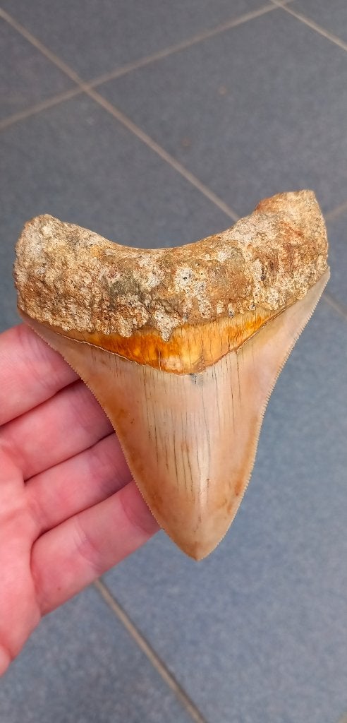 Megalodon haaientand uit Indonesië fossielen haai, Verzamelen, Ophalen of Verzenden, Fossiel