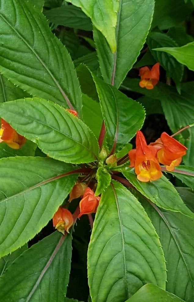Afrikaanse balsemien (Impatiens auricoma x bicaudata), Ophalen of Verzenden, Zomer, Overige soorten