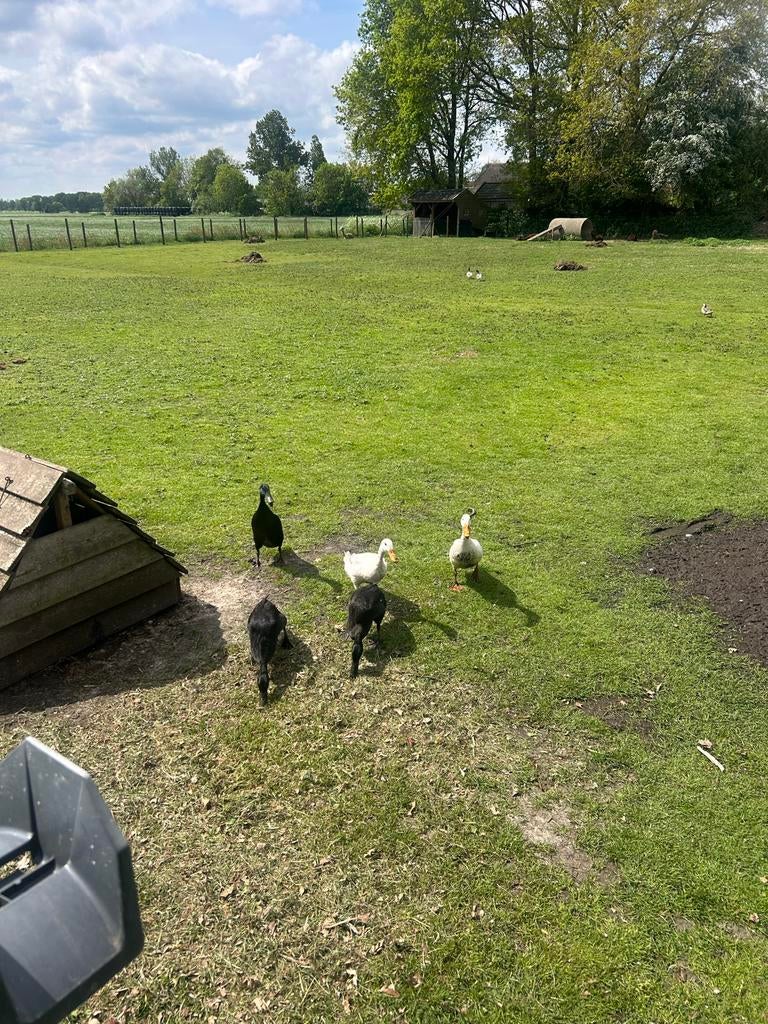Loopeenden te koop, Meerdere dieren, Eend